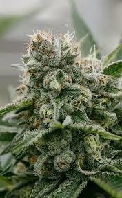 Power Punch Kush
