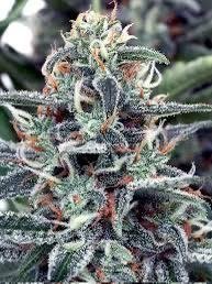 White Widow