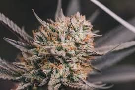 Mandarin Kush Premium