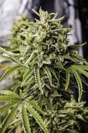 Bubba Kush