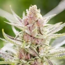 Rainbow Berry