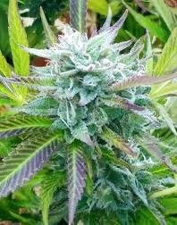 Zkittlez