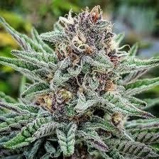 Blueberry Muffin