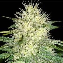 White Russian