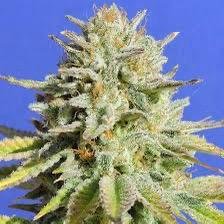 Gorilla Glue