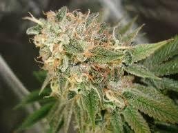 AUTO DIESEL