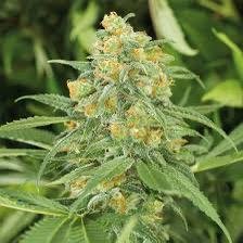 GREEN CRACK