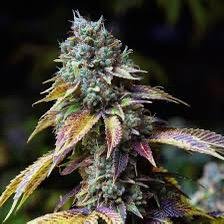 SWISS GOLD