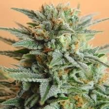 Papaya Peach