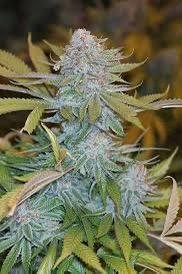 Chocolate Mint