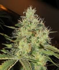 Mango OG
