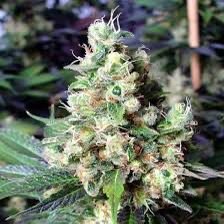 New York Diesel