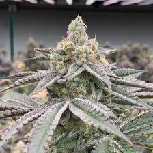 Fat Monkey