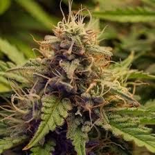 Gelato Express